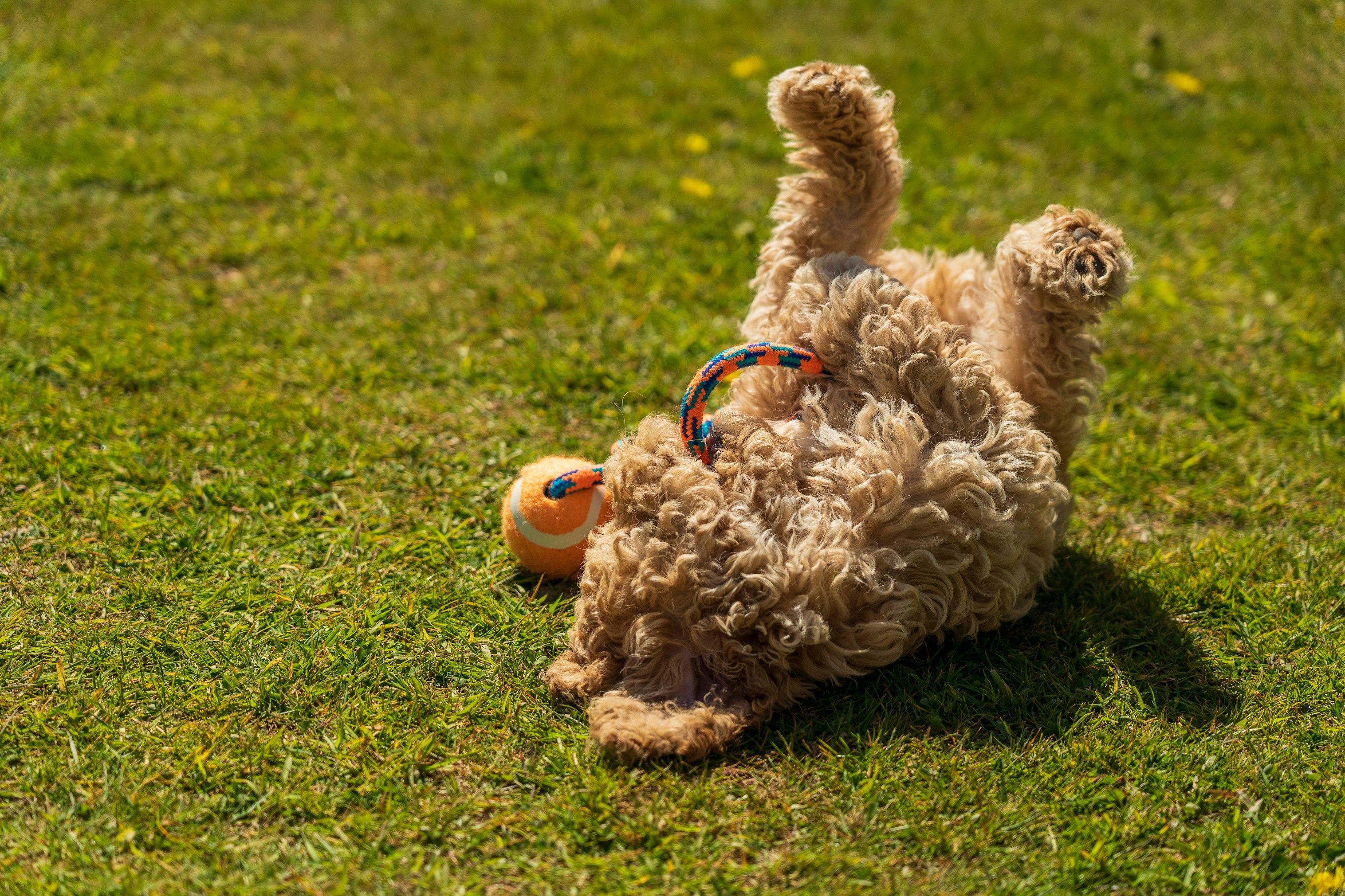 brown curly coated small dog with blue leash on green grass field during daytime